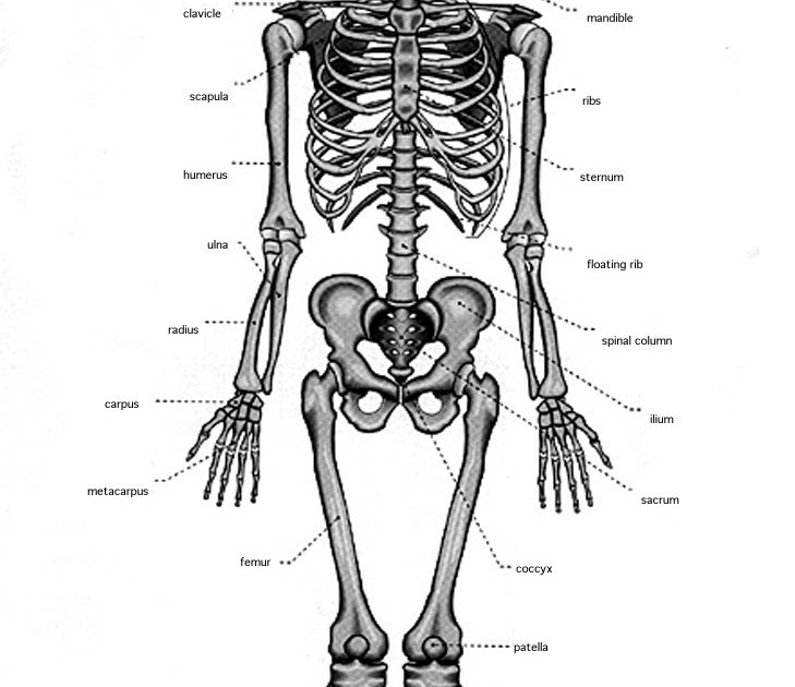 Medical English: Skeletal Overviews