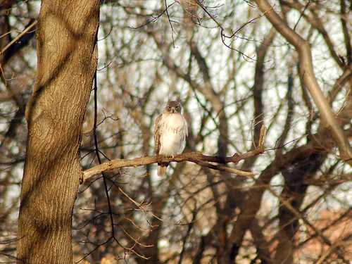 Red-Tailed Hawk Tristan in Central Park North Woods