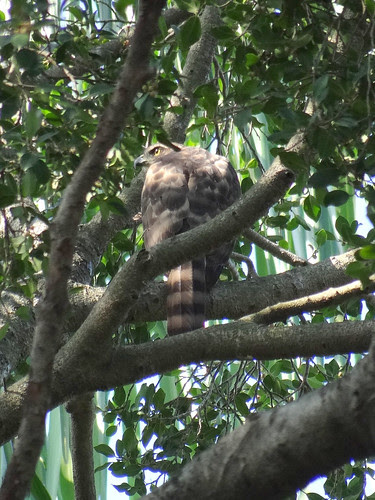 鳳頭蒼鷹/無限台南