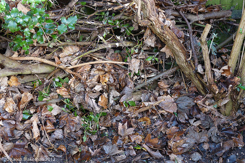 hibernaculum