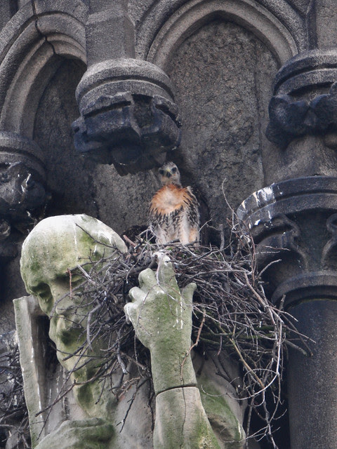 St. Andrew and the Red-Tail Nestling