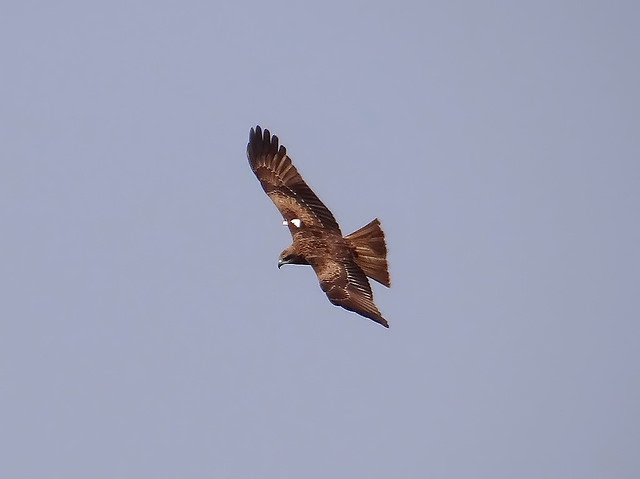 黑鳶、老鷹/無限台南