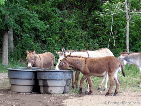 (4) Thirsty donkeys - FarmgirlFare.com
