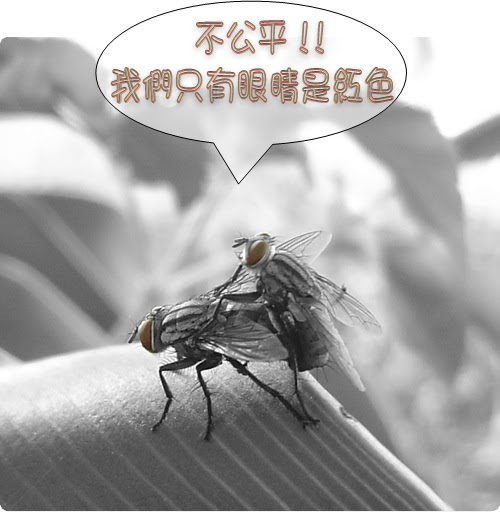 無限台南/蒼蠅做愛