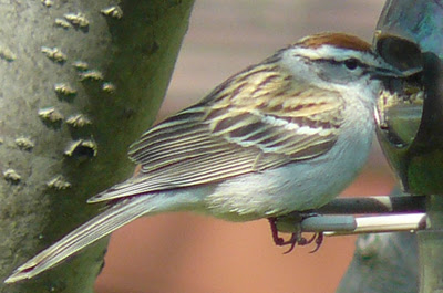 Chipping Sparrow