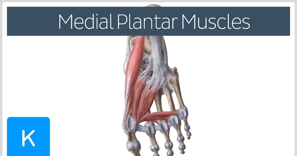 Plantar Foot Muscles Mri : Muscle Anatomy Of Foot Radiology