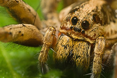 Wolf Spider series 1-5