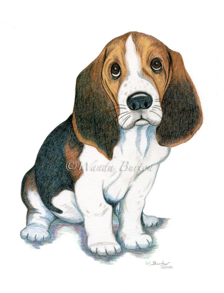 Beagle Puppy Cute Beagle Drawing