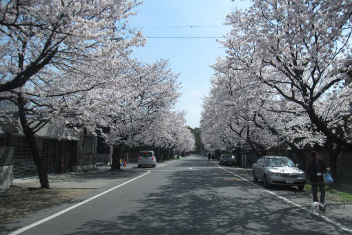 桜