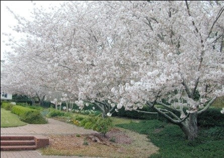 34 Pemandangan Bunga Sakura Di Jepun Foto Pemandangan Hd