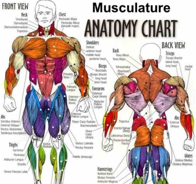 Labelled Muscles In The Body / Muscles of the Pectoral ...