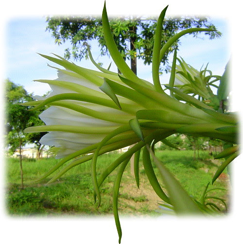 無限台南/仙人掌火龍果花