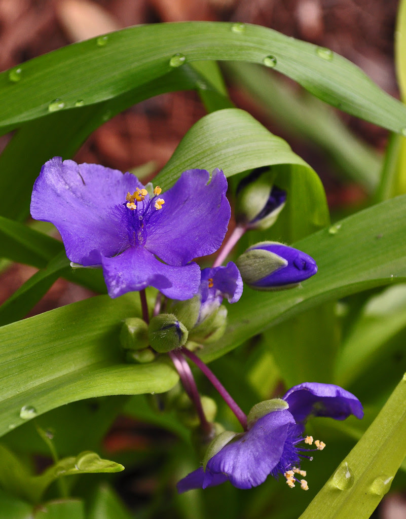 Tradescantia x 'Sweet Kate'