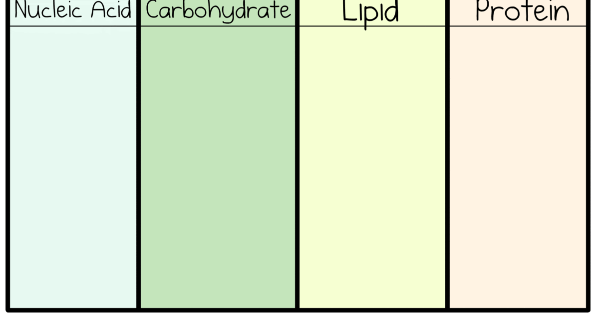 Amoeba Sisters Biomolecules Worksheet - worksheet