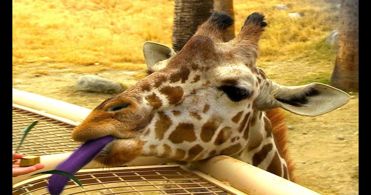 Do giraffes have blue tongues? | Fact of Life for You