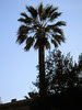 Downtown Pleasanton! 4