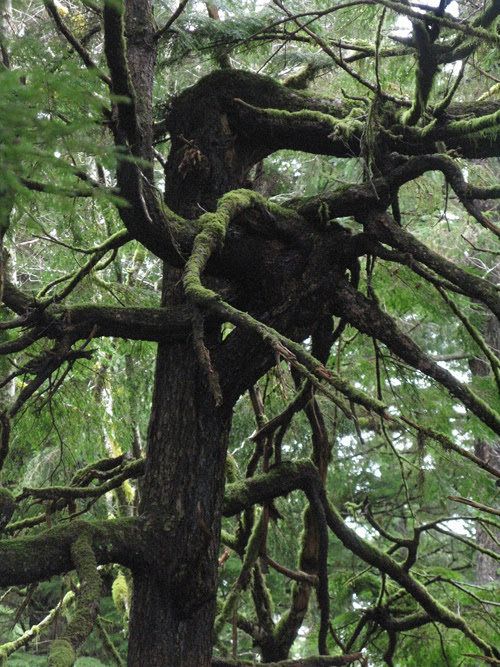 interesting tree, Kasaan, Alaska