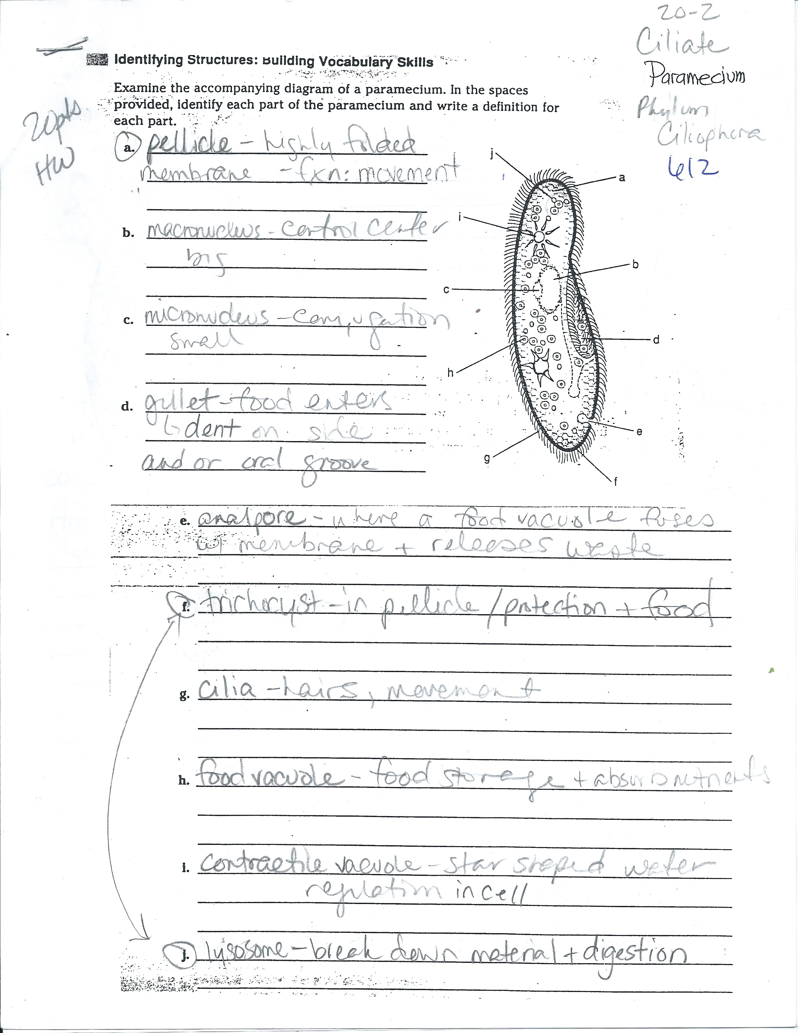 Bacteria Review Worksheet 1 Answers - Nidecmege
