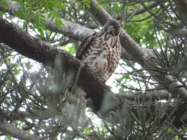 鳳頭蒼鷹/無限台南