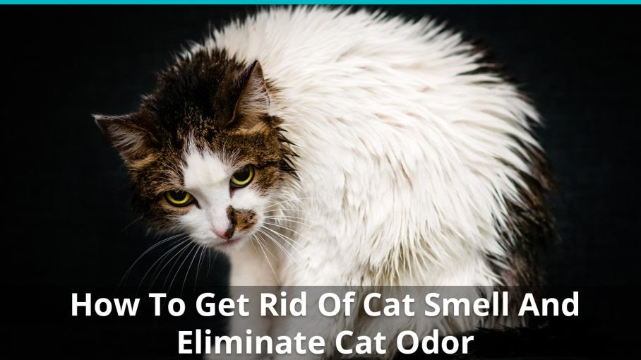 How To Get Rid Of Cat Urine Odor In House Naturally