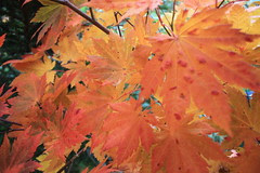 紅葉