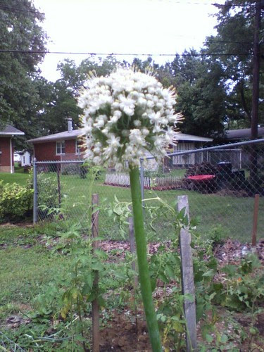 Onion flower
