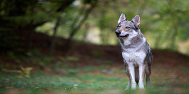 lobo