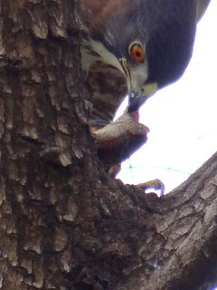 鳳頭蒼鷹/無限台南
