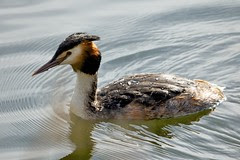 Great crested grebe