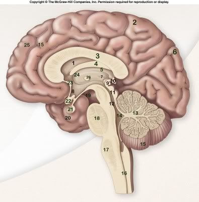 Label brain anatomy quiz Interactive Neuroanatomy