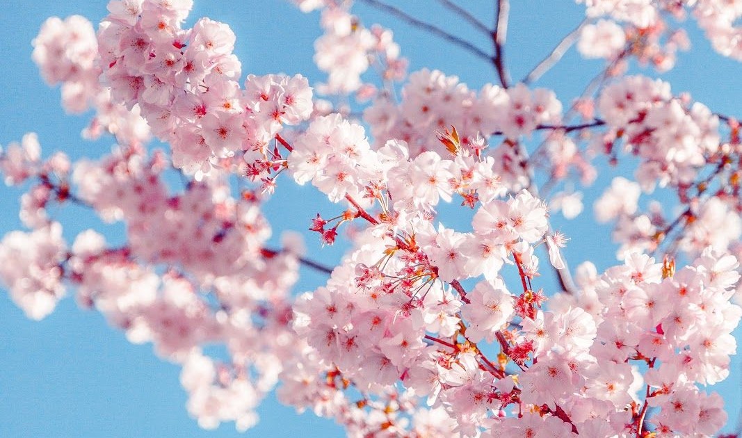 Cherry Blossom Wallpaper 4k Phone - Trending HQ Wallpapers