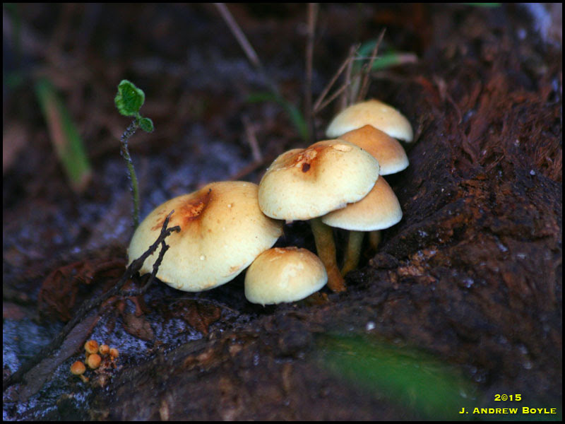 Mushrooms Mushrooms