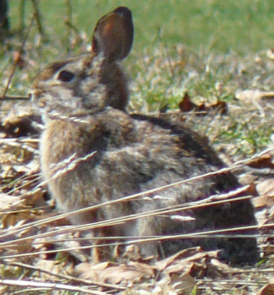 What's Up Wabbit?