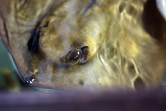 aquarium ray fish