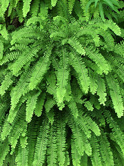 Maiden Hair Fern