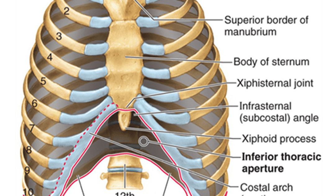 Back Rib Cage Muscles Rib Cage Muscles Pin On Back Pain As In The