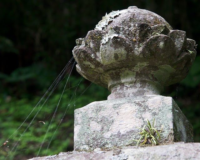 Myonhonji - lichen etc