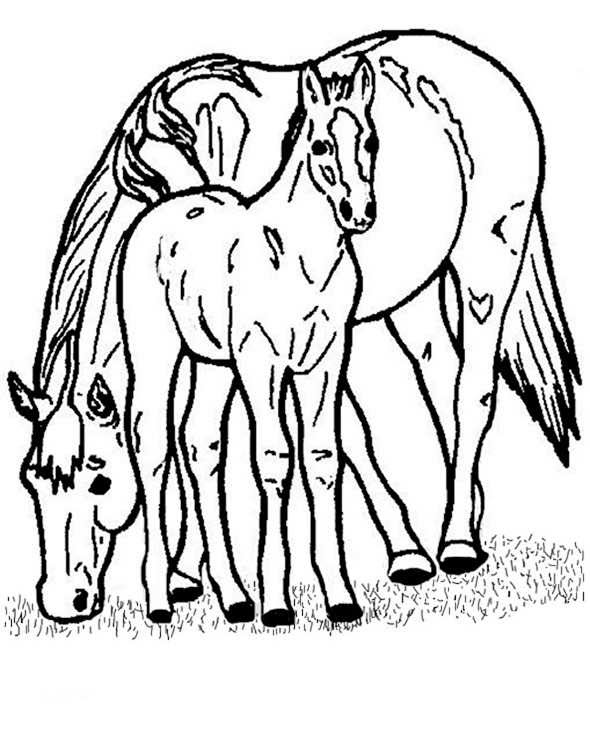 Malvorlage pferd prinzessin information