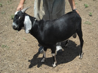 Pure Nubian Goat Buck Donny