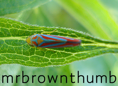 leafhopper aster yellows spreader