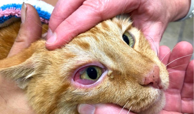 Cat Clear Eye Discharge