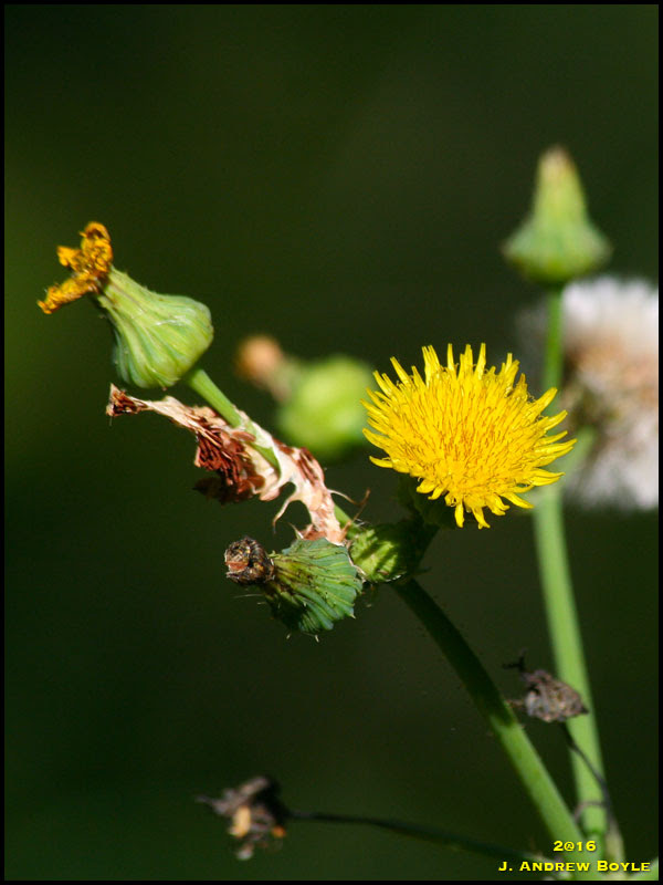 Thistle Thistle