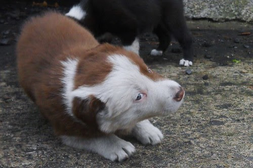 Puppy
