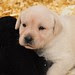 Pup Pictures