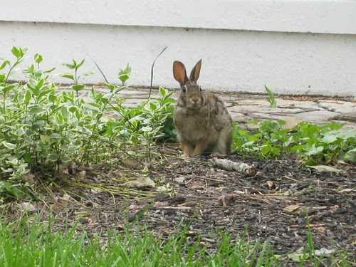Backyard Guest