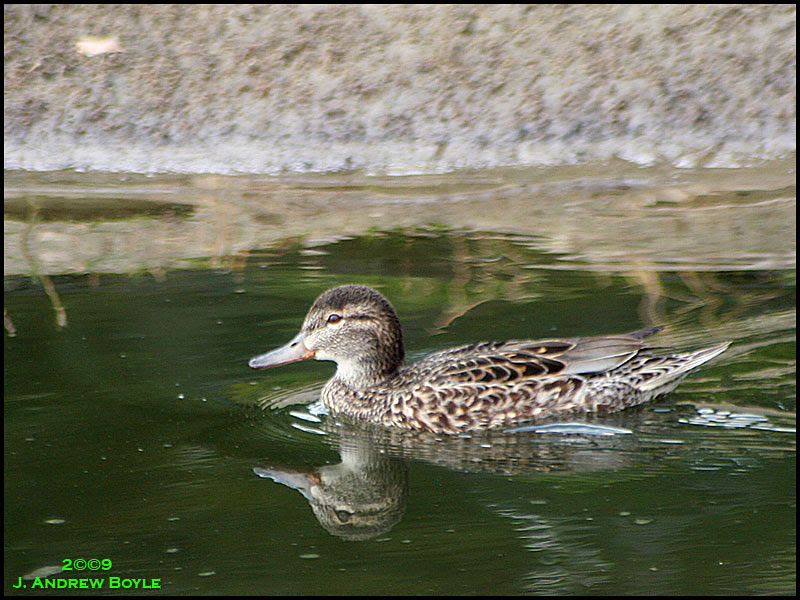 Green-winged Teal