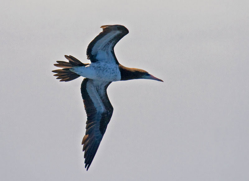 Brown Booby Brown Booby