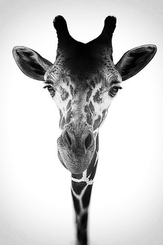 Sticking My Neck Out