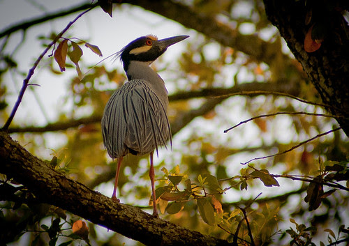 mikemcguff_birds-1573