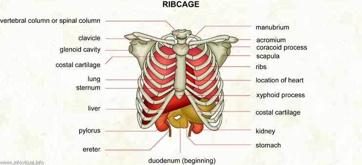 Liver Anatomy Rib Cage What Are Some Characteristics Of The Organs
